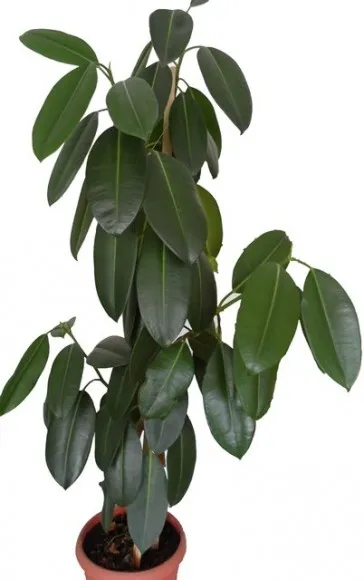 Ficus - грижи в дома поливане, размножаване, видове заболявания