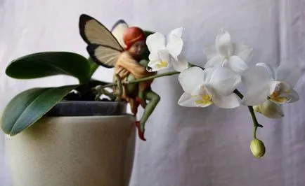 Phalaenopsis orchidea mini miniatűr otthoni gondozást