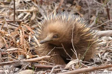 Echidna Echidna este sau o bucată de sfaturi pentru adulți pe o fată de zece ani