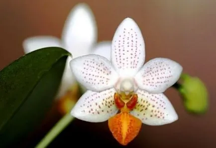 Phalaenopsis orchidea mini miniatűr otthoni gondozást
