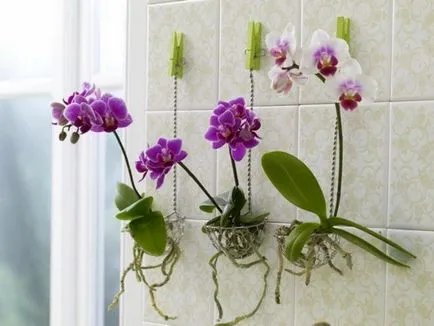 Phalaenopsis мини миниатюрен грижи орхидея у дома