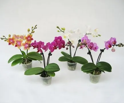 Phalaenopsis orchidea mini miniatűr otthoni gondozást