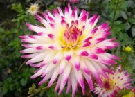 Dahlia cultivare optimă și îngrijire corespunzătoare