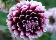 Dahlia cultivare optimă și îngrijire corespunzătoare