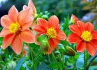 Dahlia cultivare optimă și îngrijire corespunzătoare