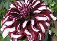 Dahlia cultivare optimă și îngrijire corespunzătoare