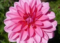 Dahlia cultivare optimă și îngrijire corespunzătoare