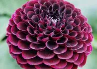 Dahlia cultivare optimă și îngrijire corespunzătoare