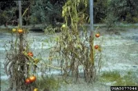 Fusarium wilt de tomate, ardei, vinete - o descriere, poze