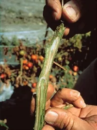 Fusarium увяхване на домати, пипер, патладжан - описание, снимки