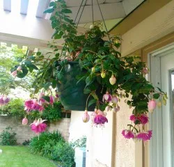 грижа Fuchsia у дома