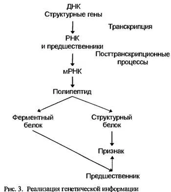 генетика котки