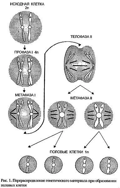 genetica pisici