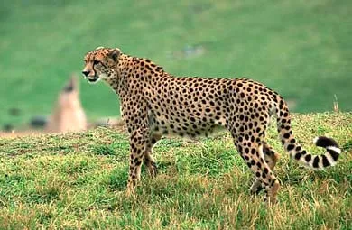 Cheetah, гепардът (acinonyx jubatus), лов гепардът лов Индия, опитомяване, процеса на опитомяване