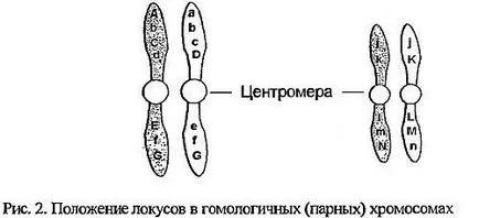 генетика котки