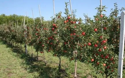 În cazul în care pentru a planta meri pe site-ul și de a alege un loc de aterizare