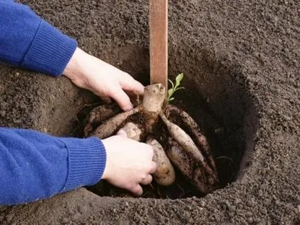 Далия оптимално култивиране и грижа