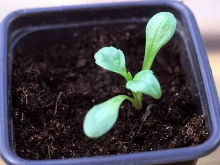 Daliile Pompone în creștere din semințe