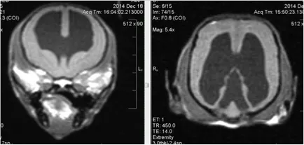 мозъка хидроцефалия при кучета и котки - симптоми, диагностика, лечение - Мрежа