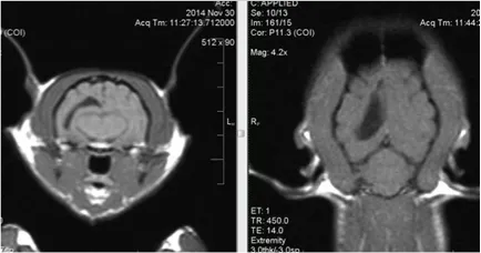 мозъка хидроцефалия при кучета и котки - симптоми, диагностика, лечение - Мрежа