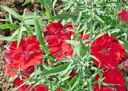 Dianthus chinensis sok éven át, ültetés és gondozás