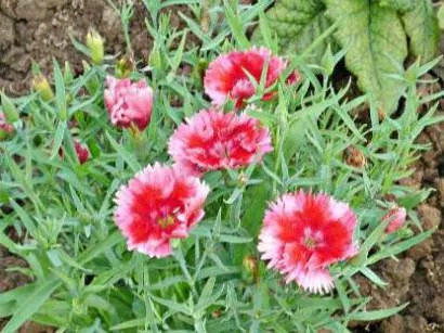 Dianthus chinensis sok éven át, ültetés és gondozás