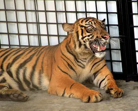 Veszélyeztetett és kihalt tigris