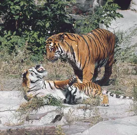 Застрашени и изчезнали видове тигри