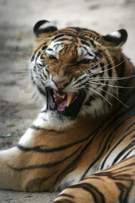 Застрашени и изчезнали видове тигри