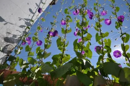 Morning Glory на балкон засаждане, отглеждане и грижа за вашите ръце