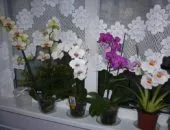 Cum de a realiza orhidee flori la domiciliu - secretele de îngrijire