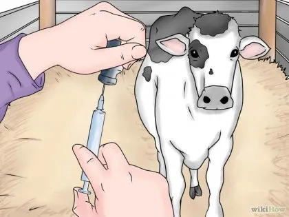 Cum de a da preparate injectabile la bovine