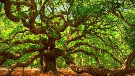 Fák az energia befolyásolja az emberi biofield