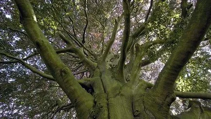 Fák az energia befolyásolja az emberi biofield