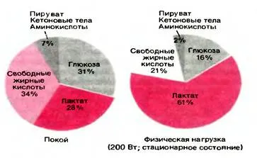 Регламентът на сърцето