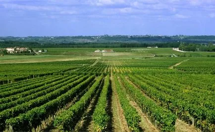 Region bordeaux osztályozása és leírása