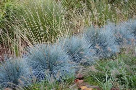 видове Festuca