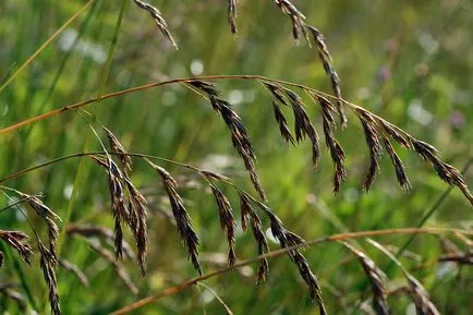 видове Festuca