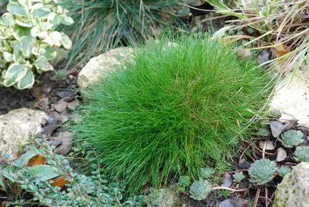 видове Festuca