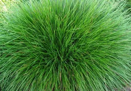 видове Festuca