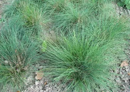 видове Festuca