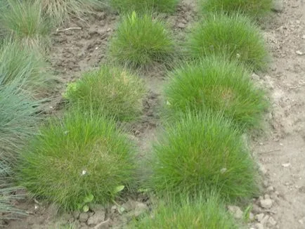 видове Festuca