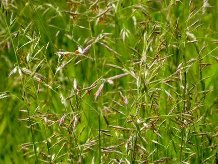 видове Festuca