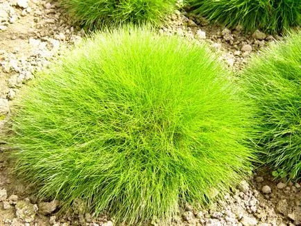 видове Festuca