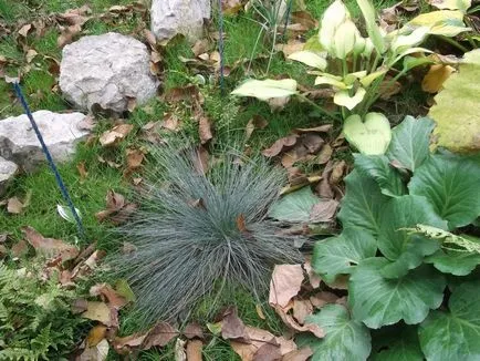 видове Festuca