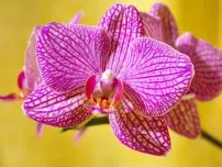 Vanilla Orchid - dacă să crească flori reale într-o casă (conac)