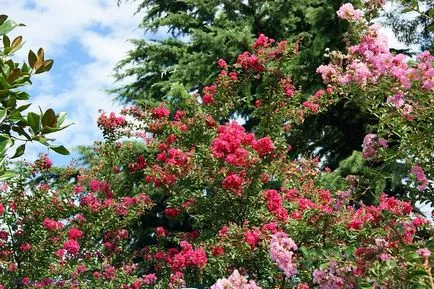 Magnificent Lagerstroemia vagy indiai lila