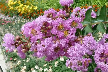 Великолепната Lagerstroemia или индийски люляк