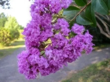 Великолепната Lagerstroemia или индийски люляк