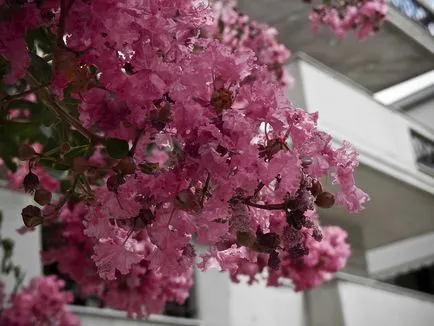 Magnificent Lagerstroemia vagy indiai lila